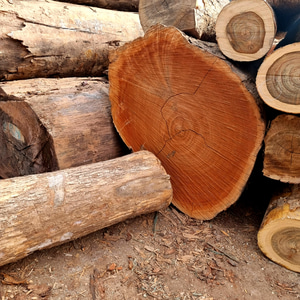 참죽 나무 통나무 원목 통원목 판재 반제품 목재