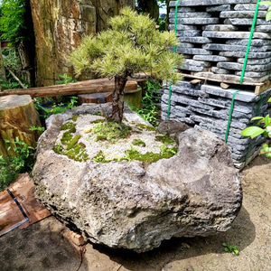 돌 제품 3 소나무 정원 카페 놀이 공원 야외 조경 용품 돌 장식품 소품 조형물 꾸미기